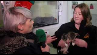 Pets For Life at DSPCA