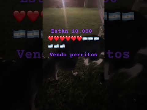 En las breñas chaco