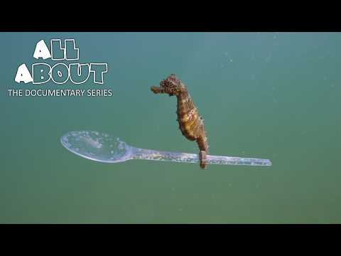 Seahorse | All About Documentary Series