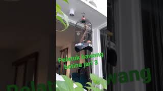 Download lagu PELATUK BAWANG MASTERAN MURAI DAN CUCAK IJO mp3