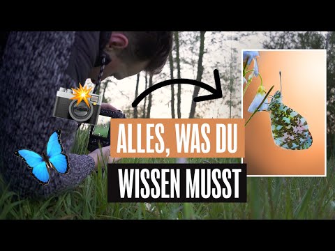 Schmetterlingsfotografie - Aurorafalter finden und fotografieren [4K]