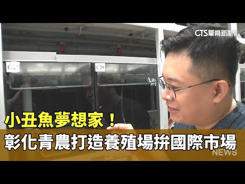 小丑魚夢想家！　彰化青農打造一條龍養殖場拚國際市場
