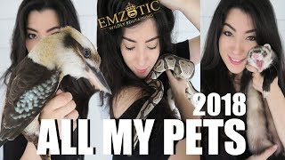 ALL OF MY PETS IN ONE VIDEO 2018 | EMZOTIC