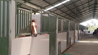 Download lagu Review Stable Kuda Joko Tingkir Temboro mp3 Download lagu Review Stable Kuda Joko Tingkir Temboro mp3