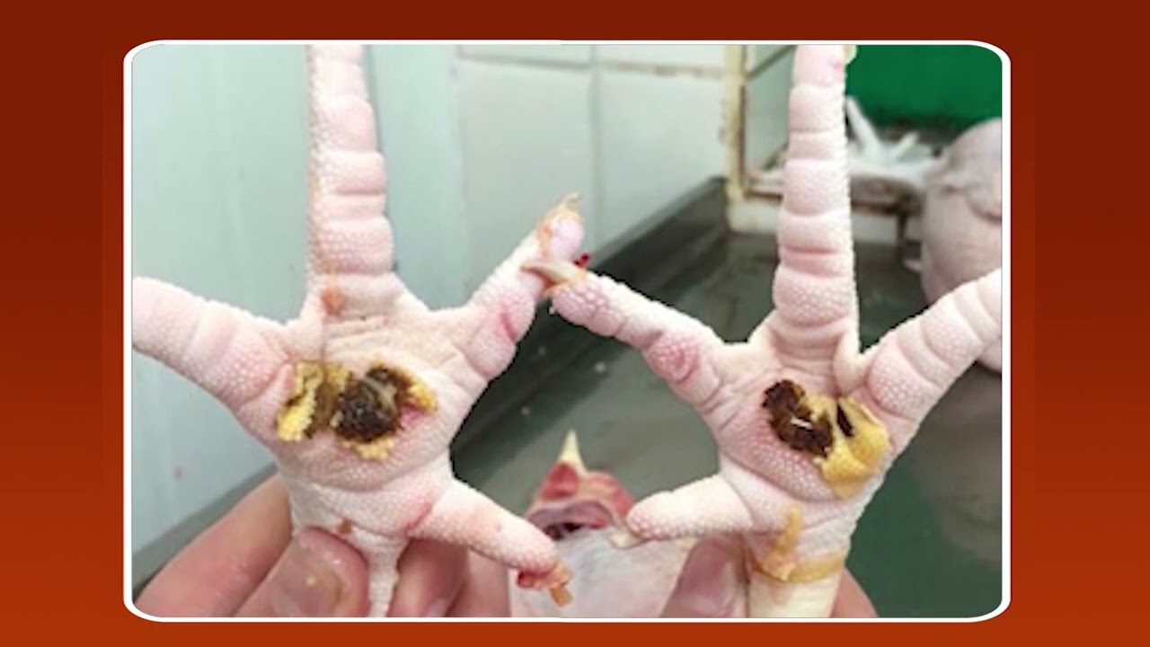 O que o produtor deve fazer para evitar a formação de calos nos pés dos frangos?