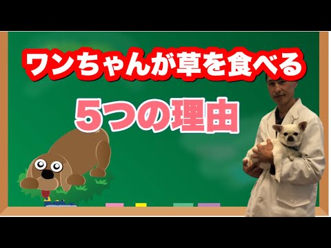 犬が草を食べるのはなぜですか?それが問題になるのはなぜですか?