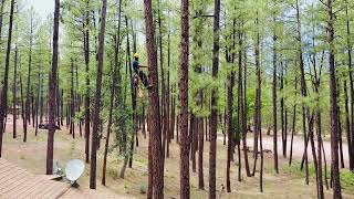 Starlink Tree Installation by ClearView Satellite Solutions