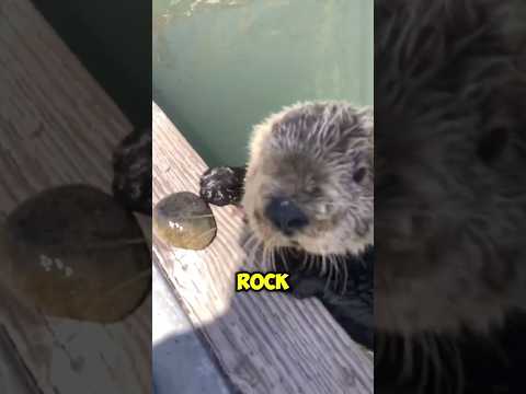 Otter gives man his favourite rock ❤️ #shorts