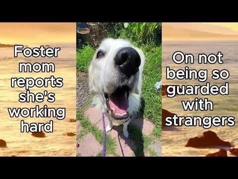 Helena, an adoptable Great Pyrenees in Portland, OR_image-1