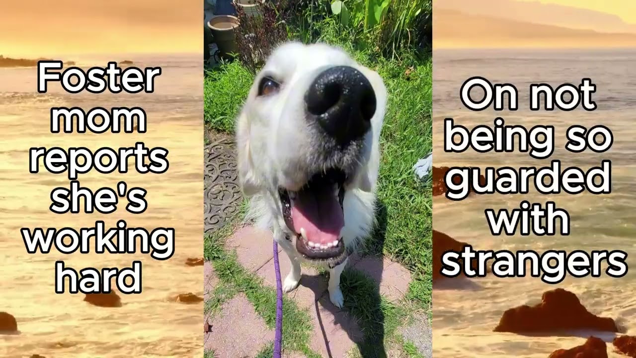 Enlarge Helena, a ADOPTABLE Great Pyrenees in Spring, TX video 6/6