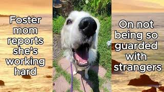 Video preview image #1 Great Pyrenees Puppy For Sale in Spring, TX, USA