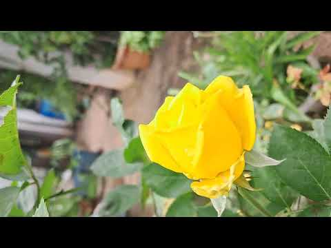 Yellow Roses#Pivla Gulab#Garden#Flowers#