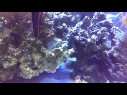 Reef Tank Live Rock Cleaning Without Removal