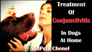 Treatment Of Conjunctivitis (Pink Eye) In Dogs At Home.  Red Eyes Cure.