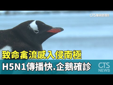致命禽流感入侵南極　H5N1傳播快.企鵝確診