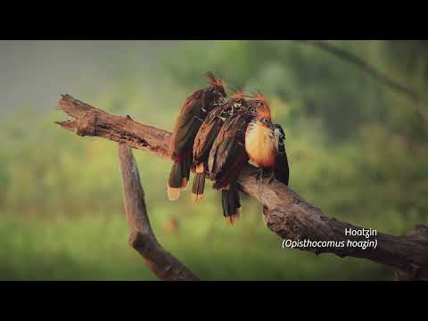 Feathers and Footsteps Birds Around Peru