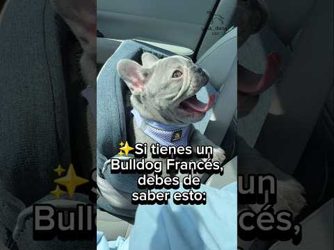 El BULLDOG FRANCÉS, el favorito de los famosos #perros #bulldogfrances #Bulldog