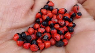 Peonía, pionia, ojo de perico, frijolillo, negritos, colorín chiquito, Rhynchosia precatoria