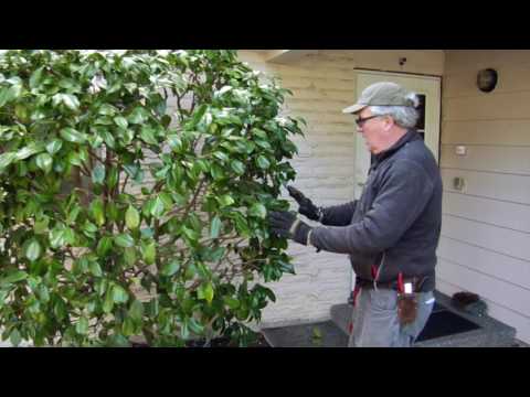 Properly Pruning A Camelia w/  Seattle Arborist Chip Kennaugh