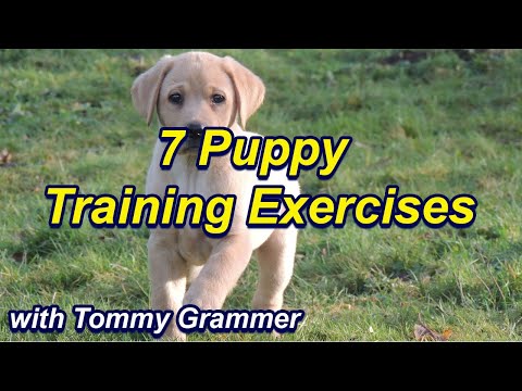 First things to teach your puppy