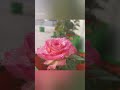 Poove Poova Poove Poovellam Kettupar Terrace Garden Flowers Whatsapp Status Video