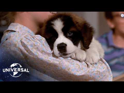 Thumbnail of the video: The St. Bernard’s Journey Home