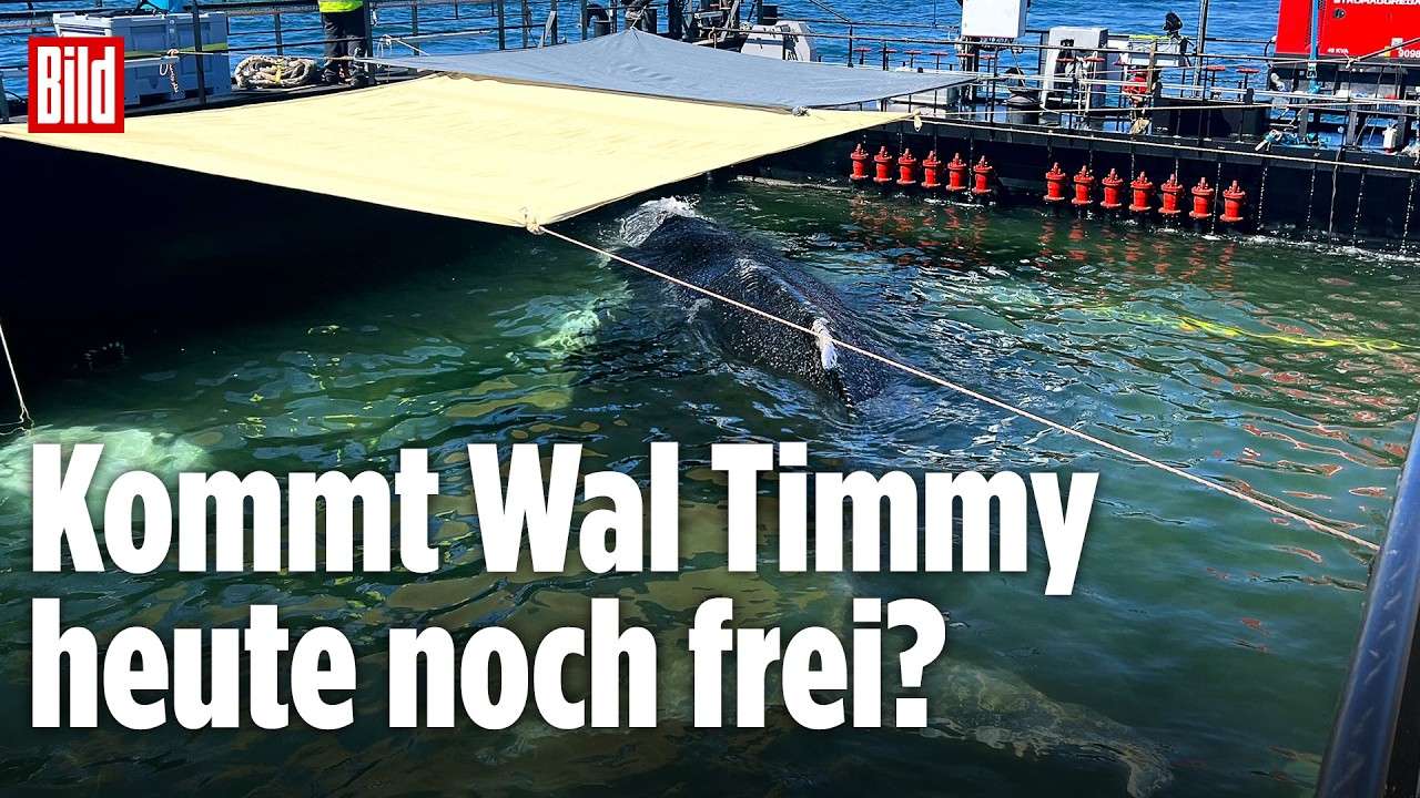 🔴 Tag 32 der Wal-Rettung: Kommt Tmmy heute noch frei? | BILD LIVE