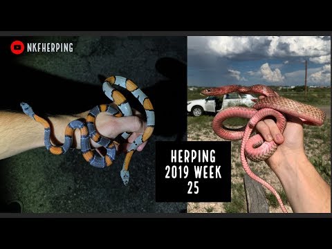 download lagu mp3 mp4 Gray Banded Kingsnake, download lagu Gray Banded Kingsnake gratis, unduh video klip Gray Banded Kingsnake