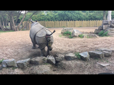 Rhino Poop Explosion!