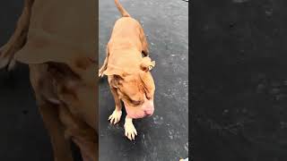 Video preview image #1 Bulldog-Unknown Mix Puppy For Sale in Jackson, MS, USA