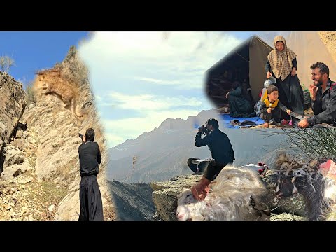 🐐 Goats lost in the mountains | Leopard suddenly attacks nomadic herd 😢🌄