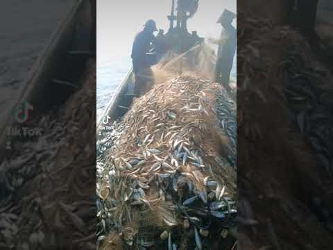 nelayan ikan Tanjan,kampung Gaga Pagedangan ilir