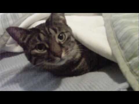 YouTube video about: Can cats breathe under blankets?