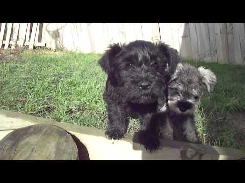 Miniature Schnauzer Puppies 2011.06.19 002.MP4