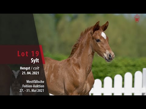 Westfälische Online Auktion-Fohlen Lot 19 Sylt Hengst v. Sir Heinrich - Fürst Piccolo