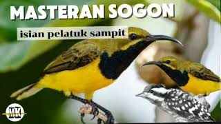 Download lagu MASTERAN SOGON ISIAN PELATUK SAMPIT mp3