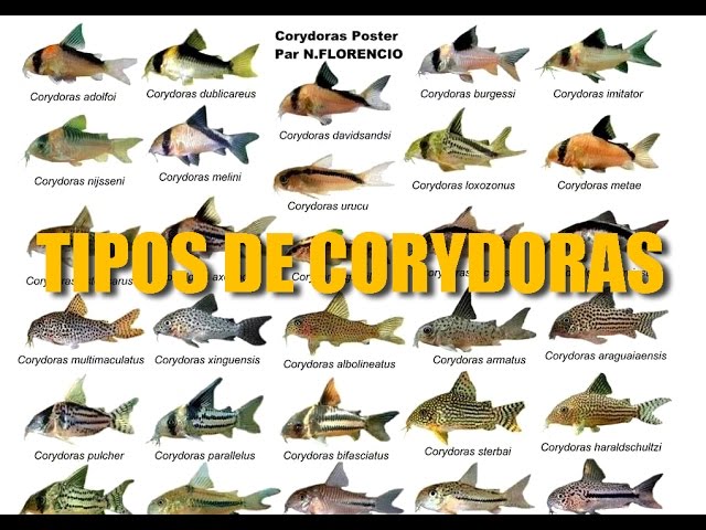 DIFERENTES TIPOS DE CORYDORAS