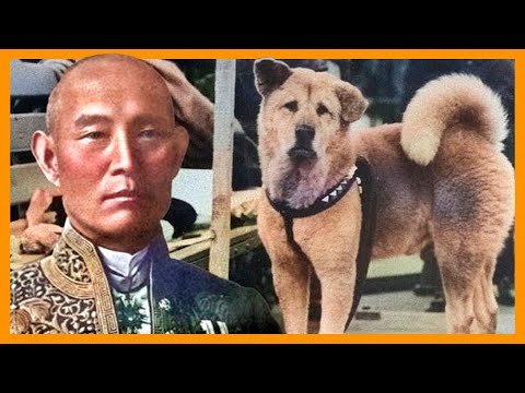 HACHIKO, the story of the faithful dog 🐕⛩️