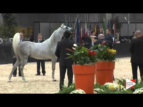 N 157 AL NADIR   Verona 2015   Colts 2 years old Class 4