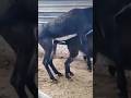 Funny Shorts Xxxvideo Xbox Xml Xxxtentacion