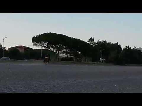 CAVALLO AL GALOPPO  SU SPIAGGIA DI FONDACHELLO A MASCALI