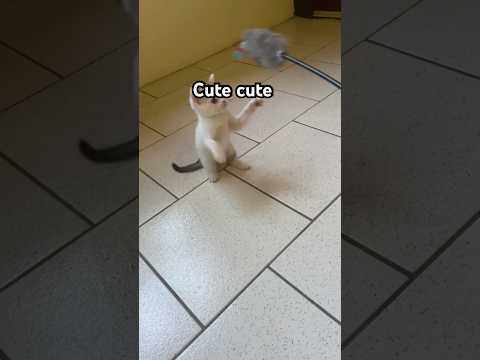 Aprendeu brincar#gatinhos#gatos#cat#cute#riograndedosul#serragaucha#lindos#brincadeiras#amor#feliz