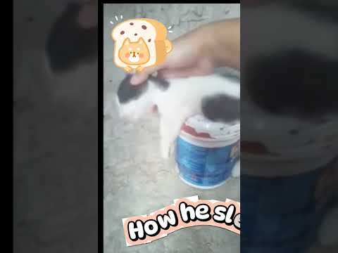My cat is dead😫😫.#catlife #cat #catlovers #funnycats #catlove #catfancy #funny #funnyvideo #catvideo