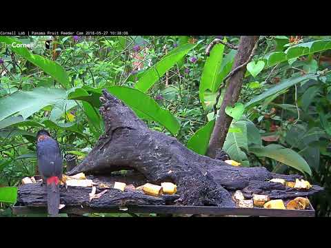 Video 2018 05 27 103717 Collared Aracari has Sunday morning brunch on Panama Fruit Feeder