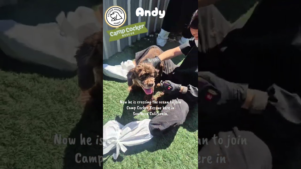 Andy, a Adoptable mixed breed in Sherman Oaks, CA video 3/3