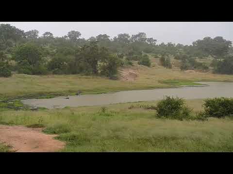 Djuma: Wildebeest and Impalas out in the rain - 16:37 - 03/12/19