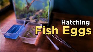 Raising Fry for my first cube aquarium (Aquascape Tutorial).