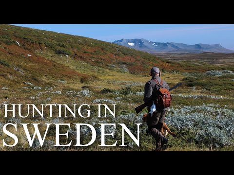 Grouse Hunting in Northern Sweden - Cinematic