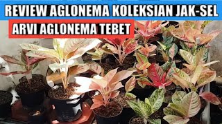 Download lagu Review aglonema koleksian di arvi aglonema tebet jakarta selatan mp3