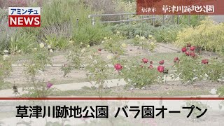 【アミンチュニュース】草津川跡地公園 バラ園オープン